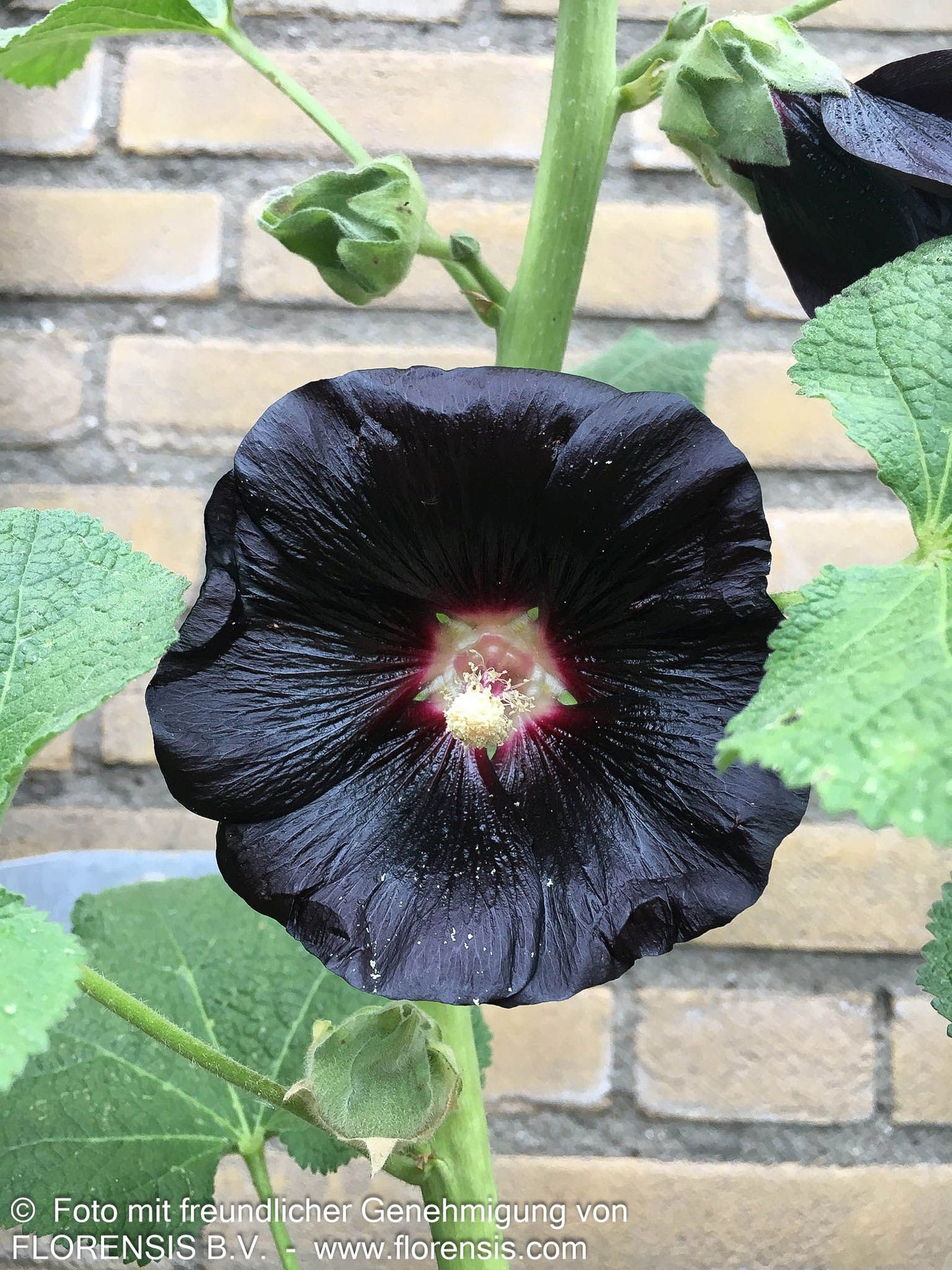 Schwarzrote Stockrose (Alcea rosea var.nigra)
