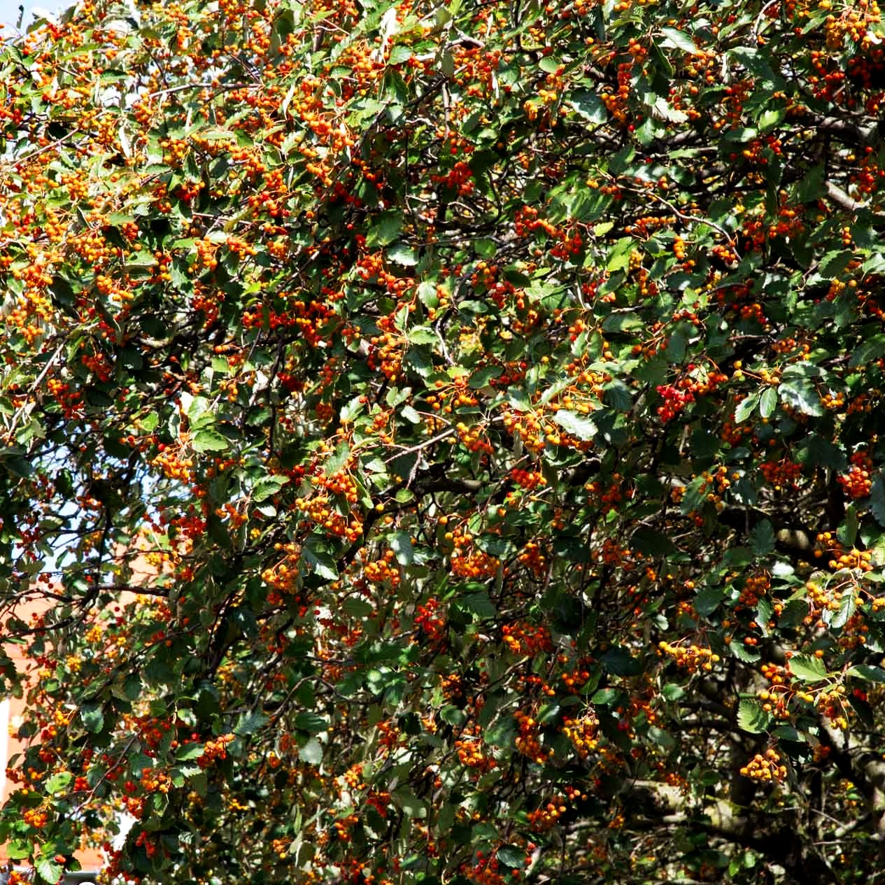 Schwedische Mehlbeere (Sorbus intermedia)
