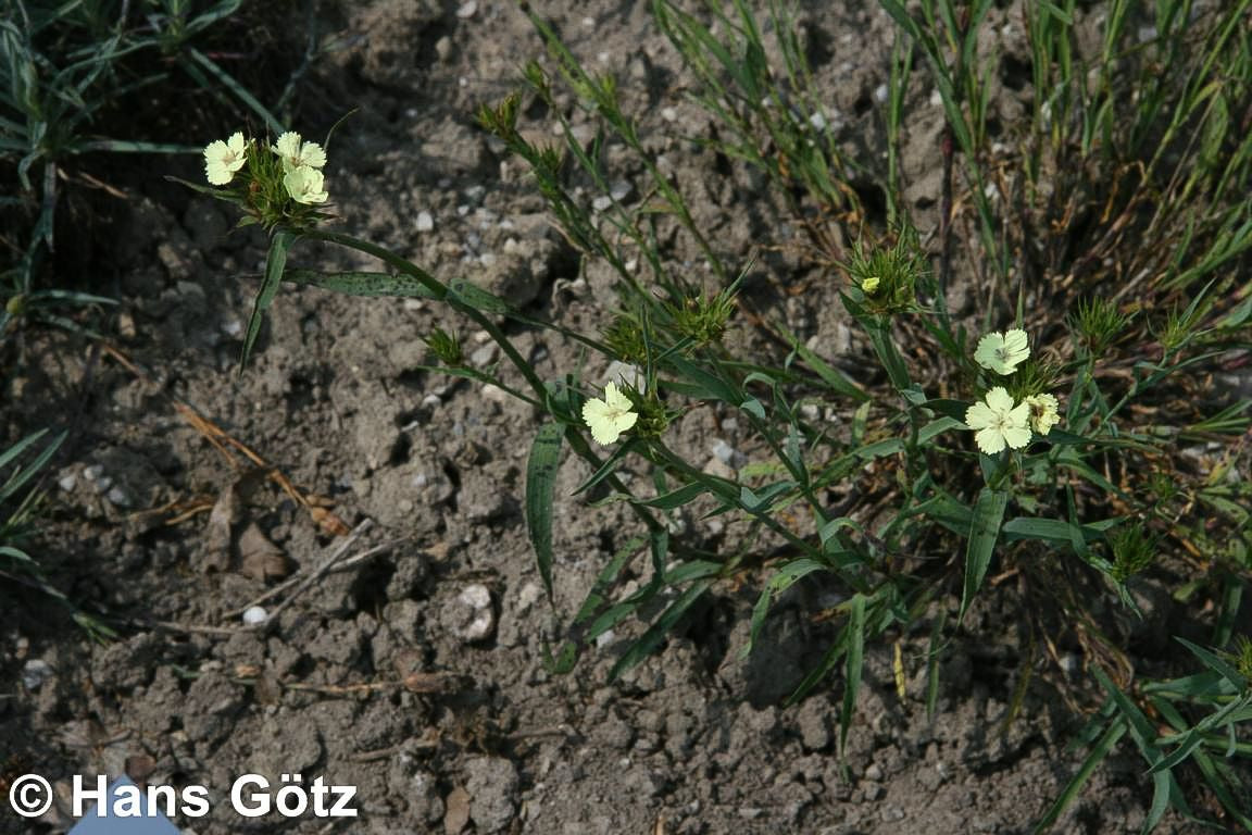 Schwefel-Nelke (Dianthus knappii)