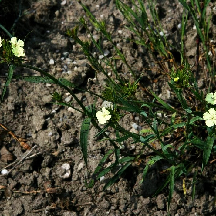 Schwefel-Nelke (Dianthus knappii)
