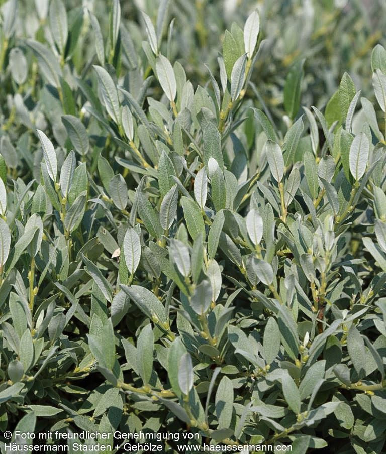 Schweizer Weide (Salix helvetica)