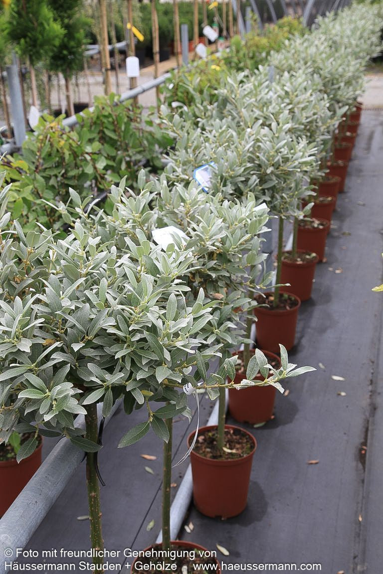 Schweizer Weide (Salix helvetica)