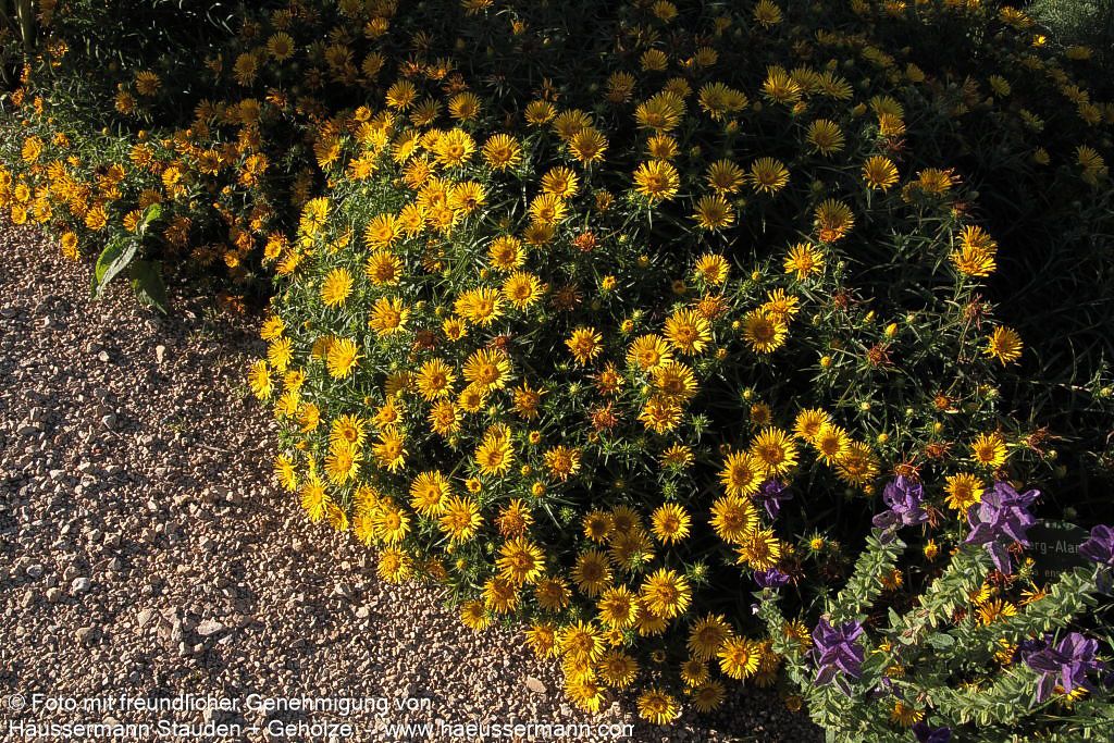 Schwertblättriger Alant (Inula ensifolia)