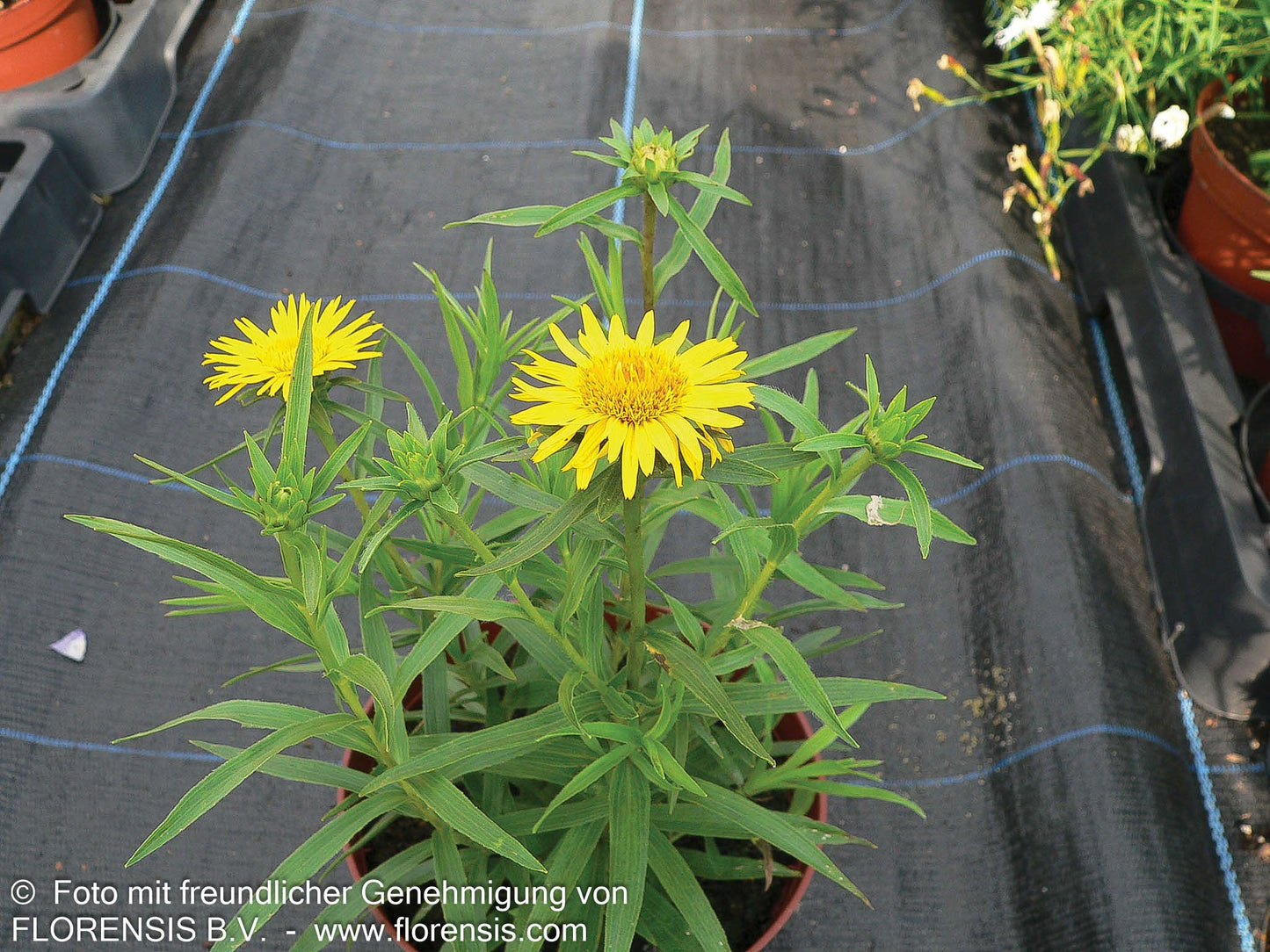 Schwertblättriger Alant (Inula ensifolia)