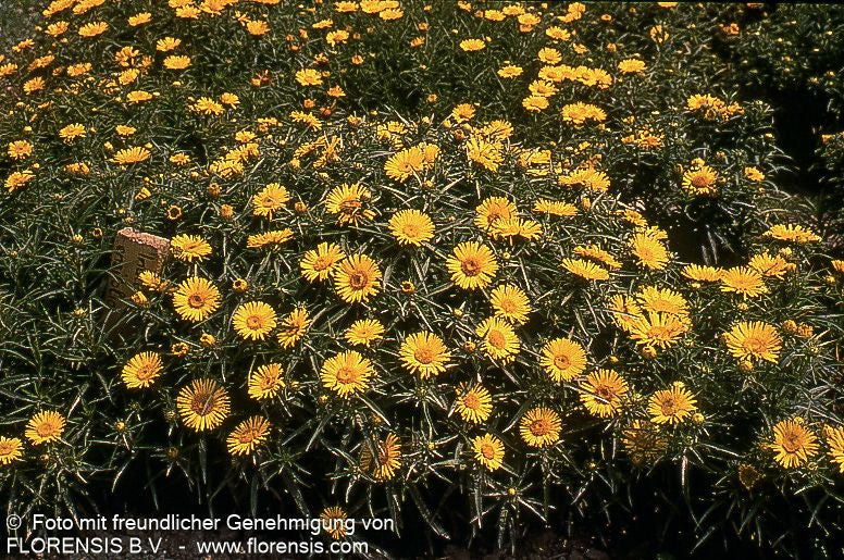 Schwertblättriger Alant (Inula ensifolia)