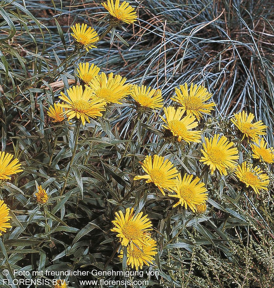 Schwertblättriger Alant (Inula ensifolia)