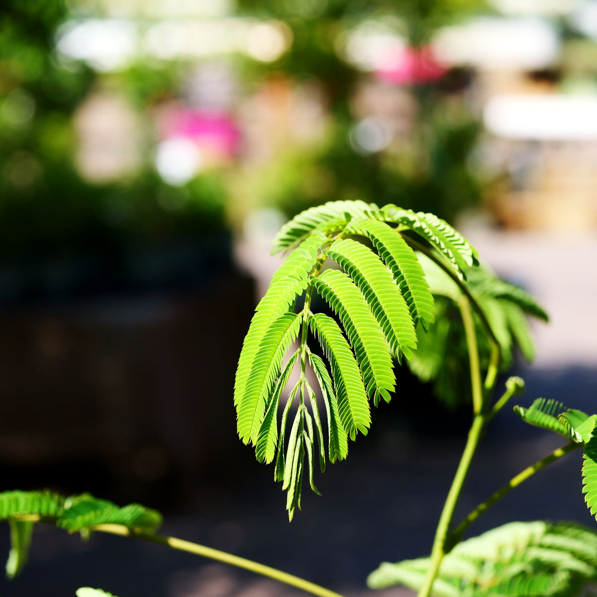 Seidenbaum 'Ombrella' (Albizia julibrissin)
