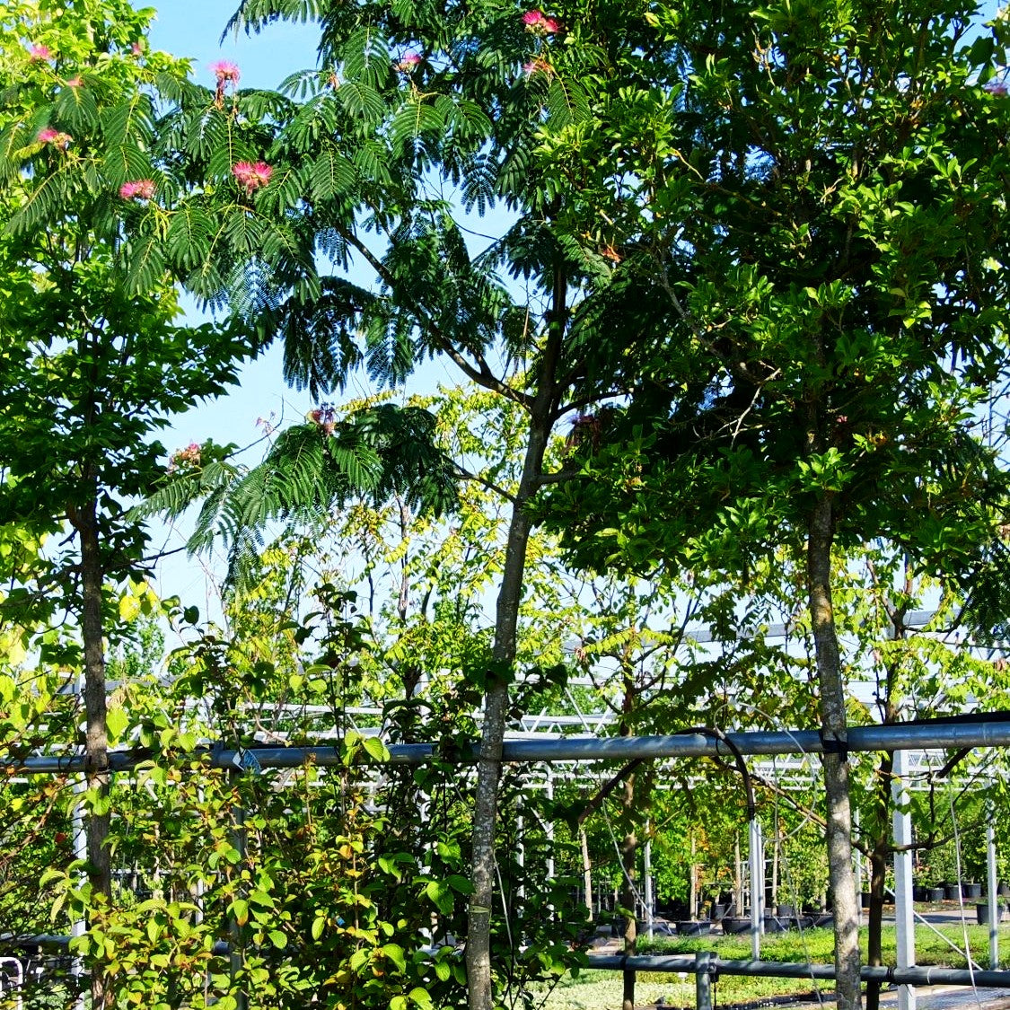 Seidenbaum, Schlafbaum (Albizia julibrissin)