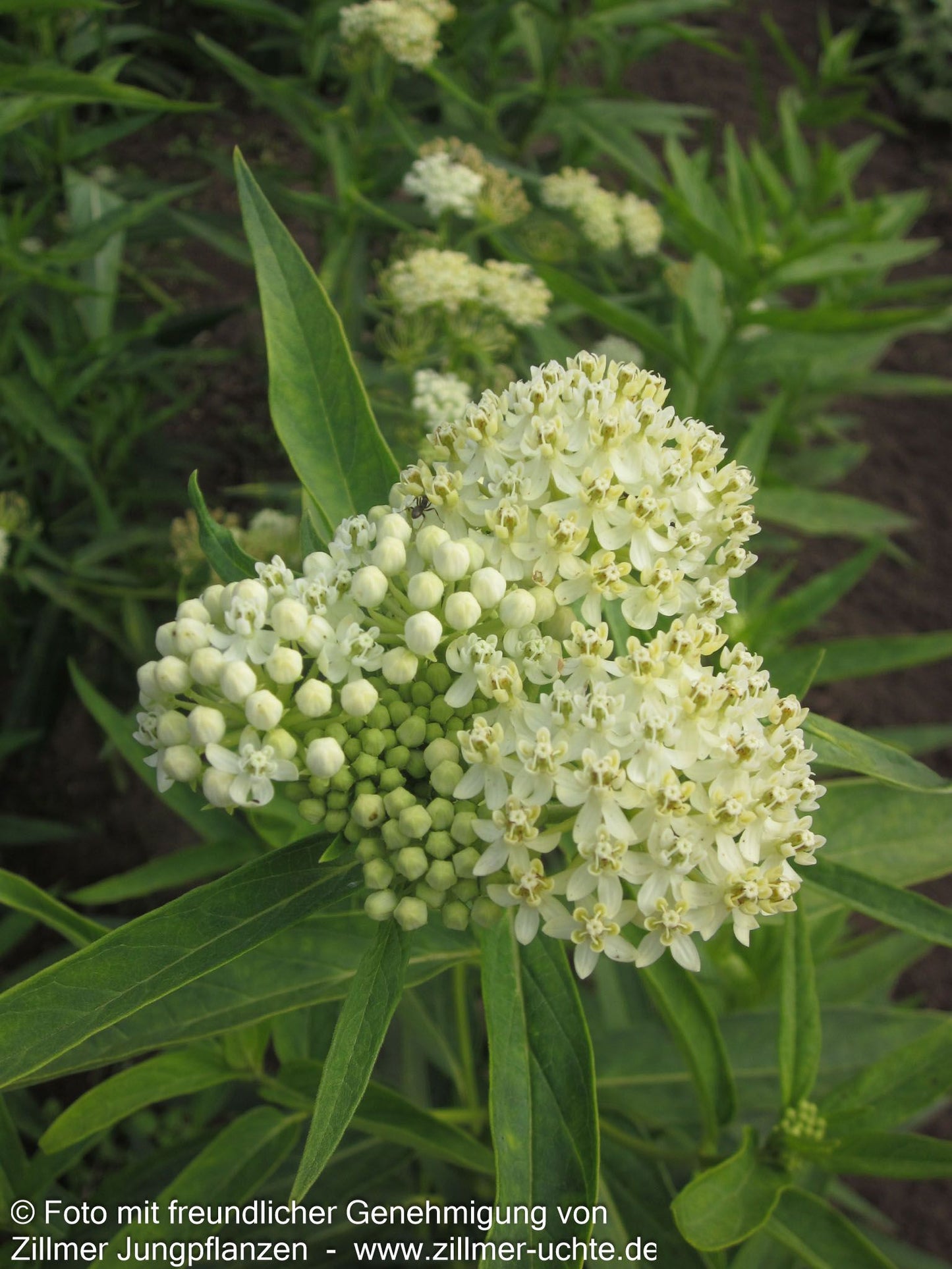 Seidenpflanze 'Ice Ballet' (Asclepias incarnata)
