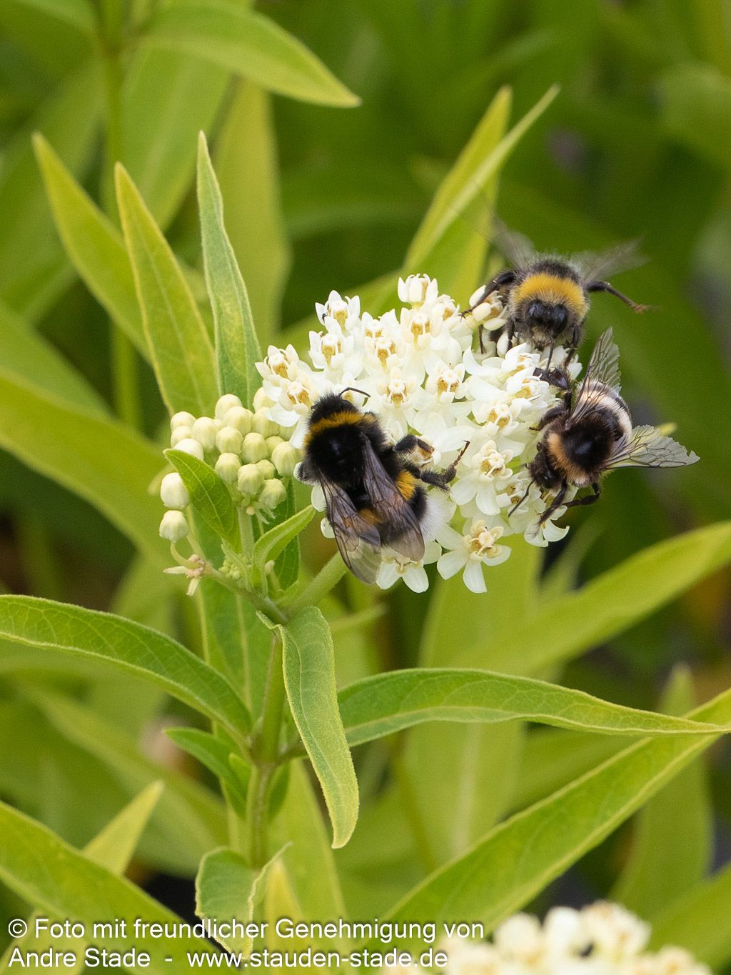 Seidenpflanze 'Ice Ballet' (Asclepias incarnata)