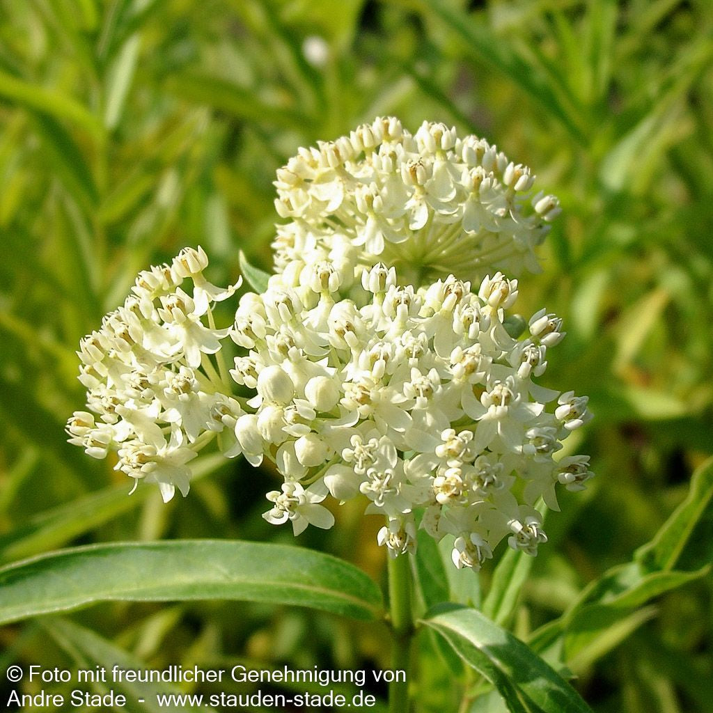 Seidenpflanze 'Ice Ballet' (Asclepias incarnata)