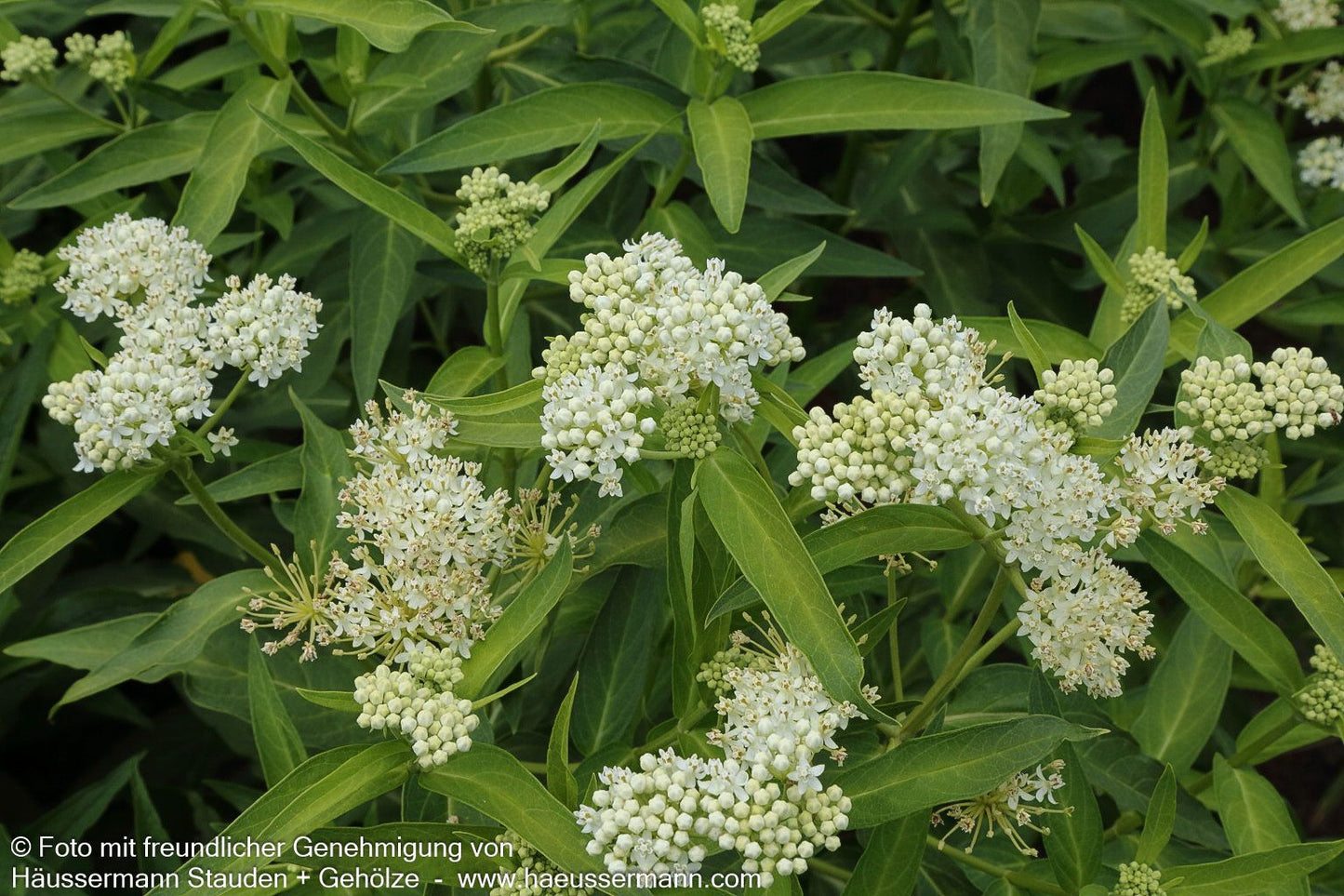 Seidenpflanze 'Ice Ballet' (Asclepias incarnata)