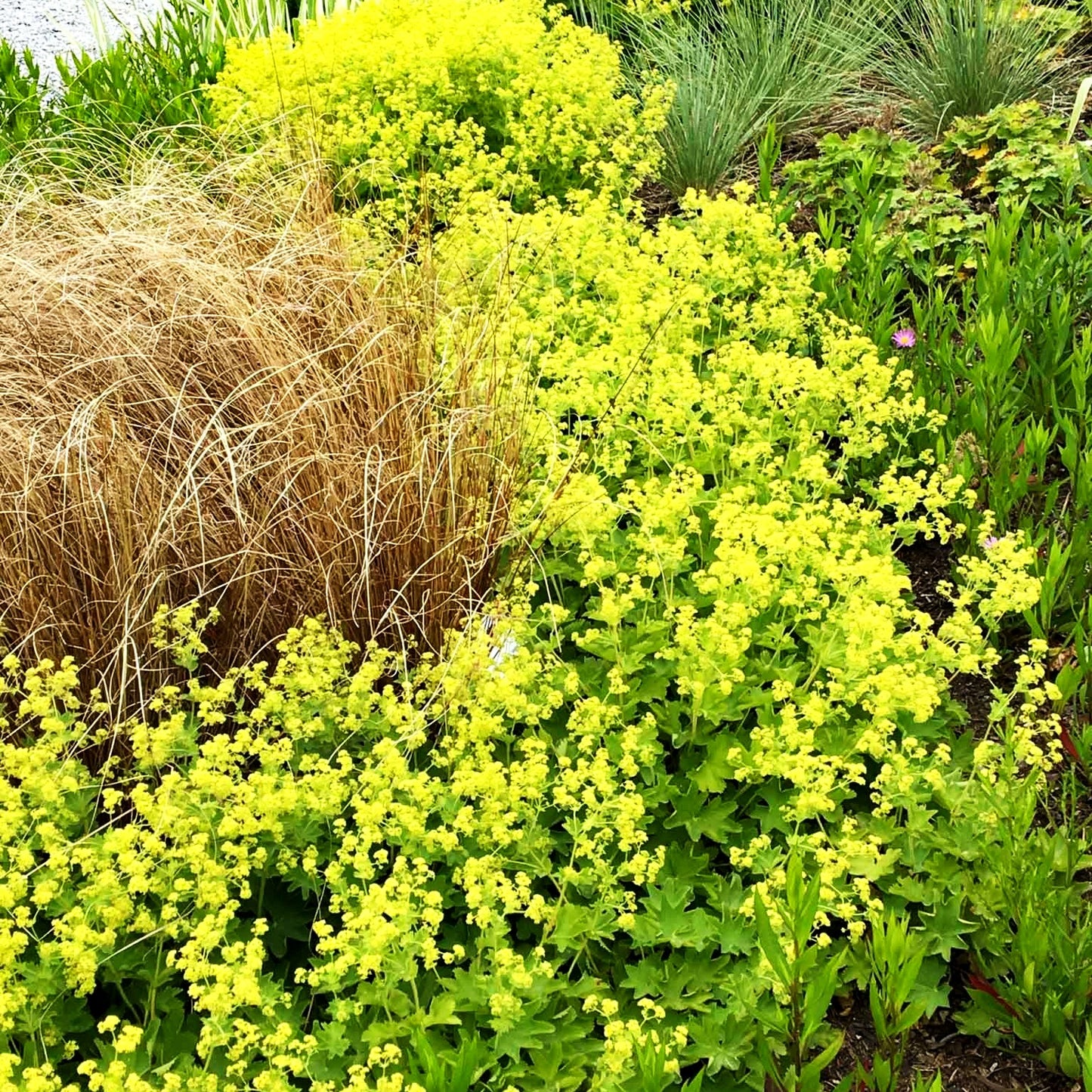 Seidiger Frauenmantel 'Gold Strike' (Alchemilla sericata)