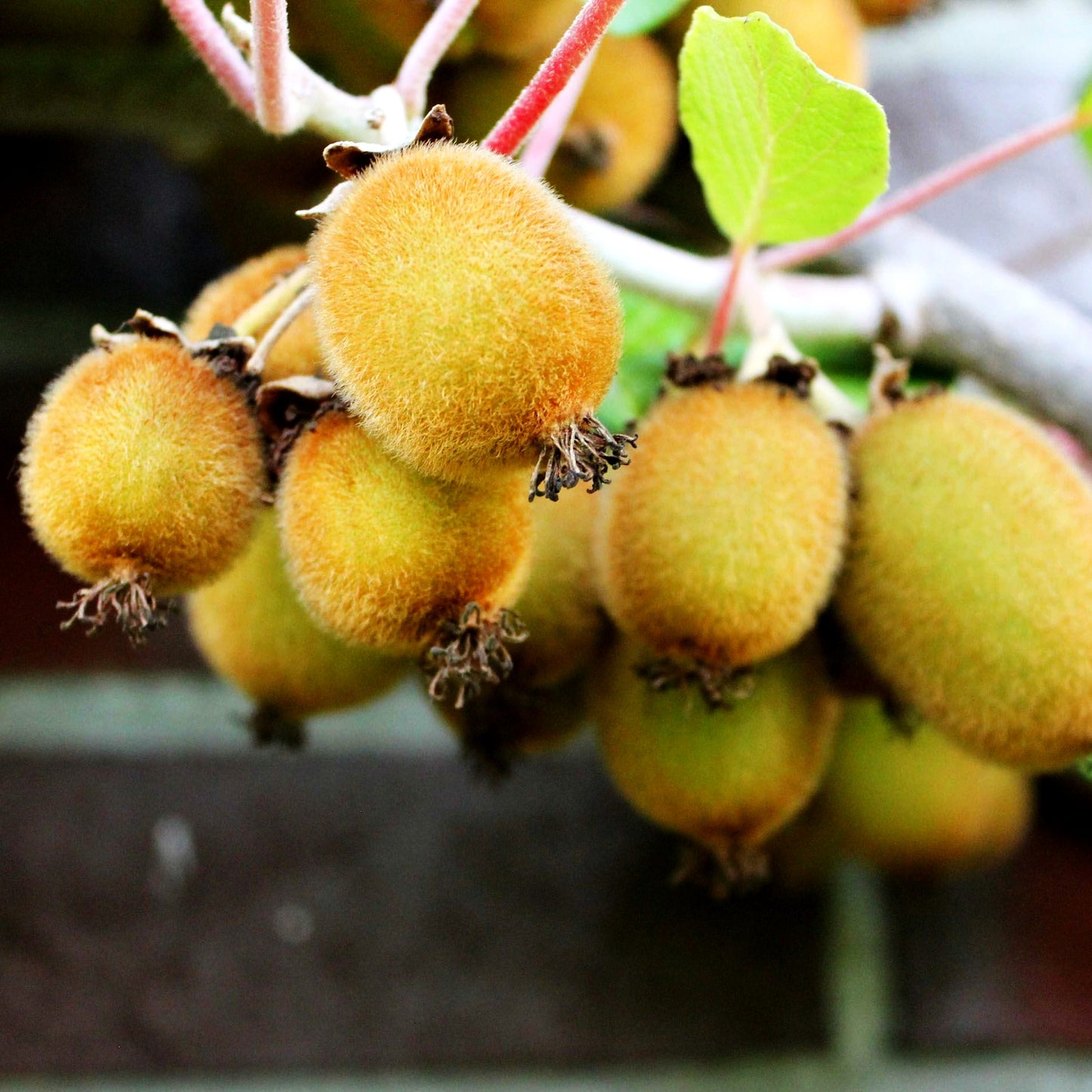 Selbstfruchtende Kiwi 'Boskoop' (Actinidia chinensis)