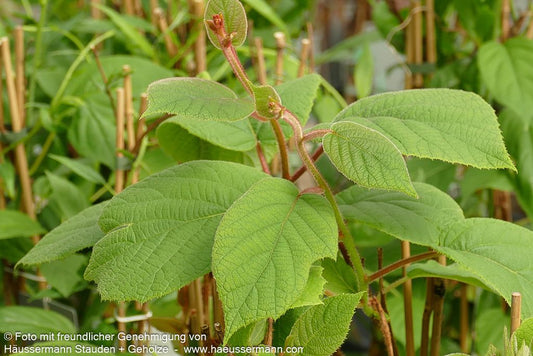 Selbstfruchtende Kiwi 'Solo' (Actinidia chinensis)