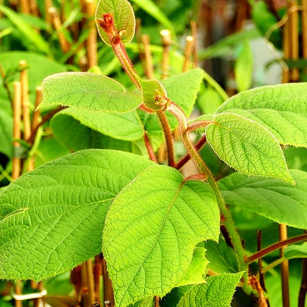 Selbstfruchtende Kiwi 'Solo' (Actinidia chinensis)