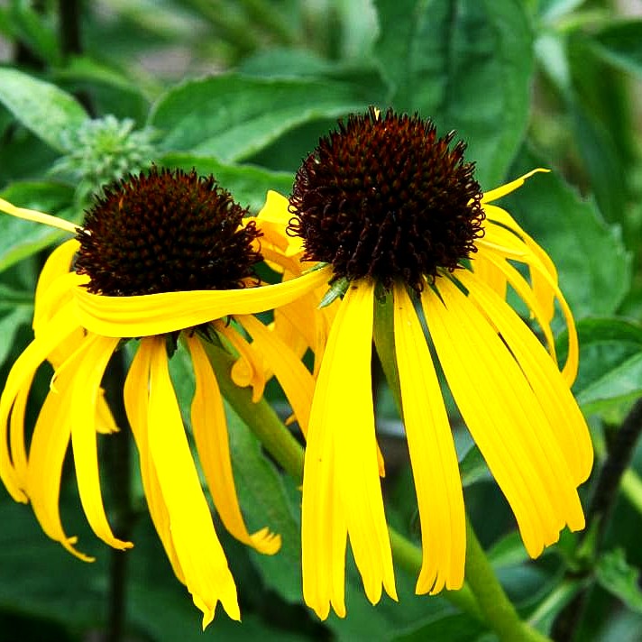 Seltsamer Sonnenhut (Echinacea paradoxa)