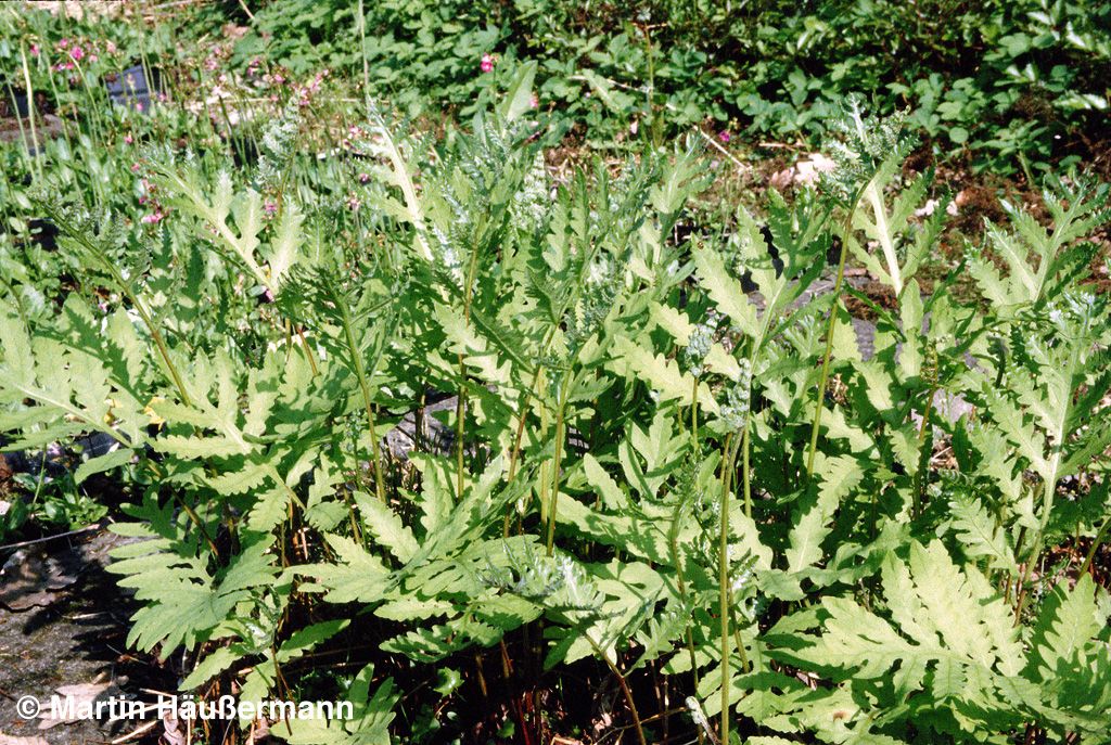 Sensibler Perlfarn (Onoclea sensibilis)