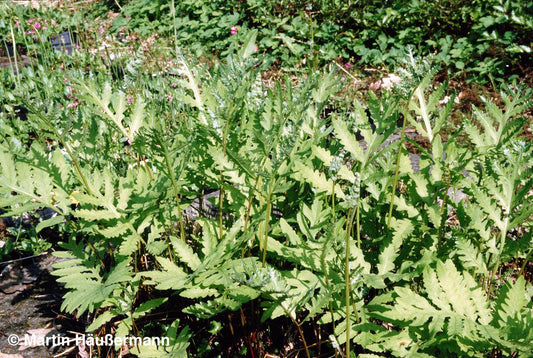 Sensibler Perlfarn (Onoclea sensibilis)