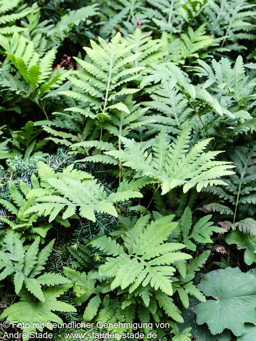 Sensibler Perlfarn (Onoclea sensibilis)