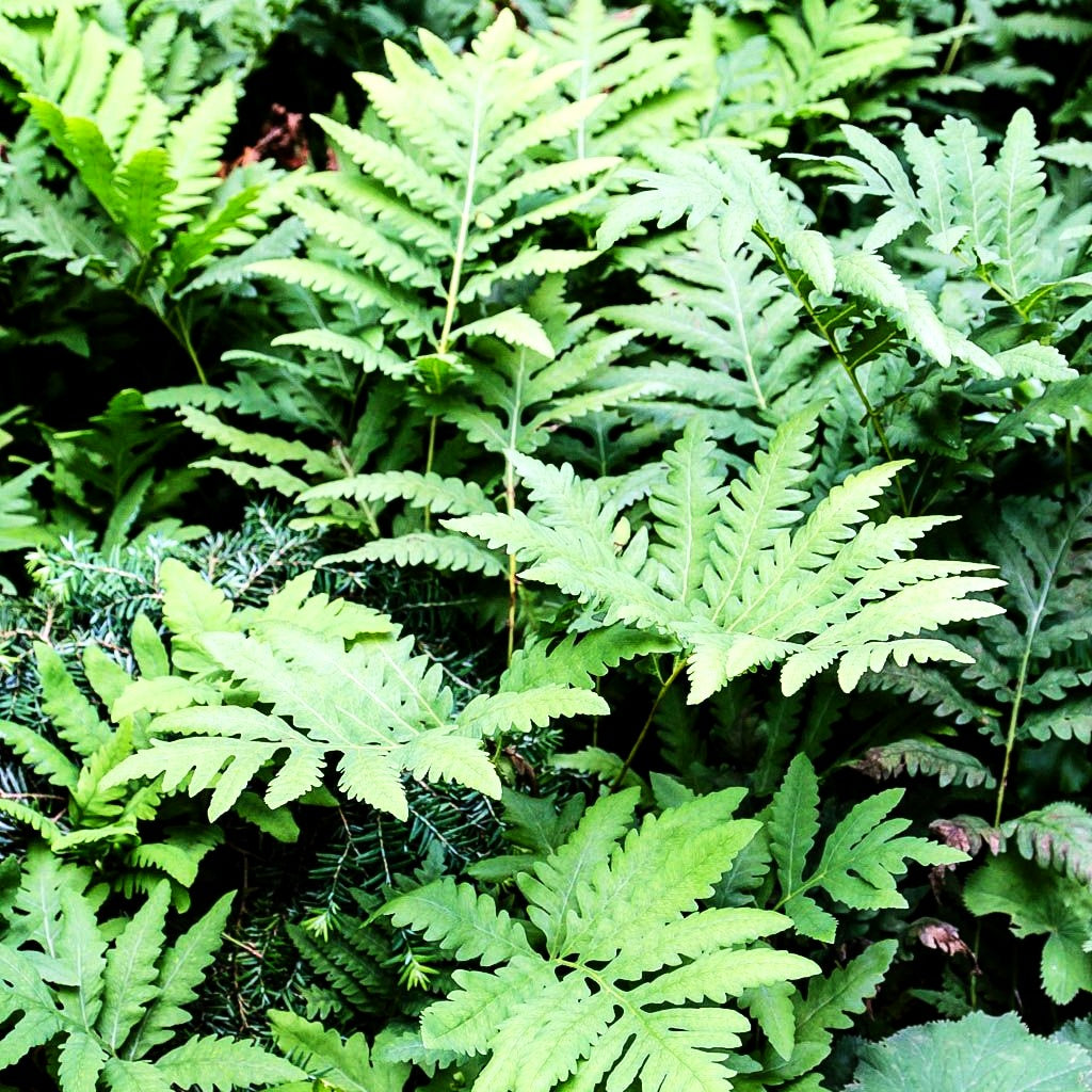 Sensibler Perlfarn (Onoclea sensibilis)