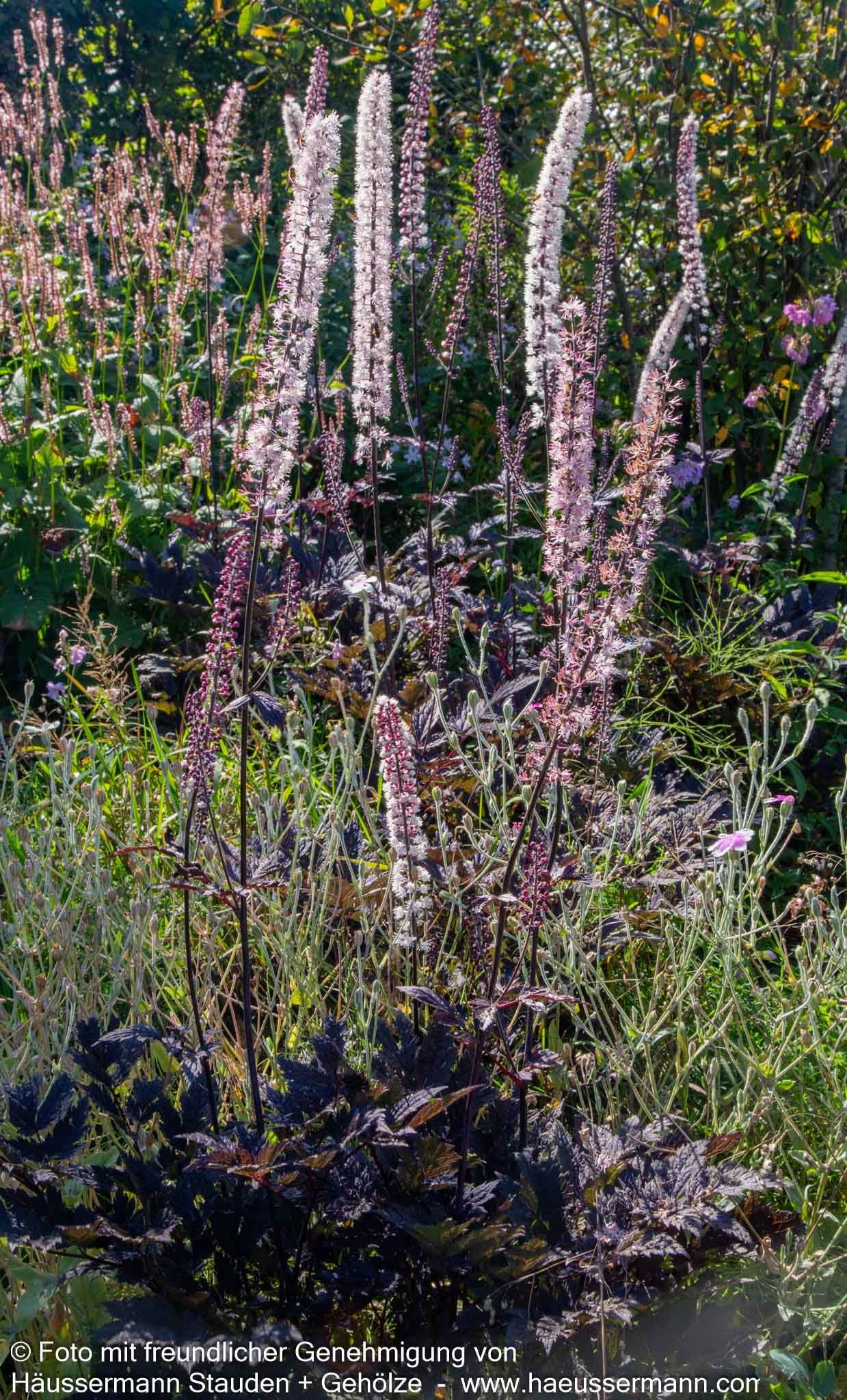 September-Silberkerze 'Pink Spike' (Cimicifuga ramosa)