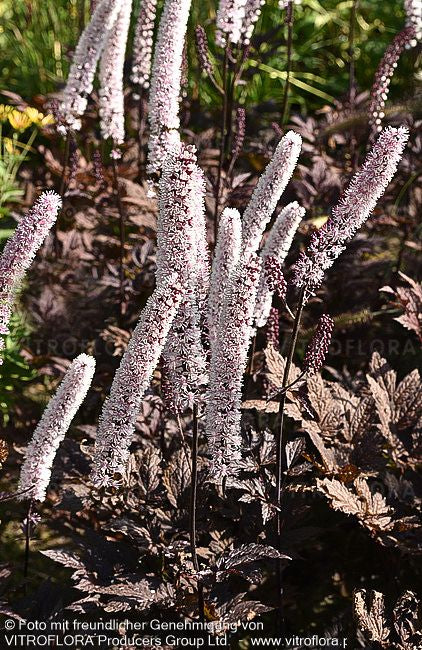 September-Silberkerze 'Pink Spike' (Cimicifuga ramosa)