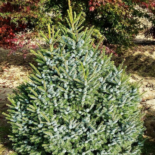 Serbische Kegel-Fichte 'Nana' (Picea omorika)