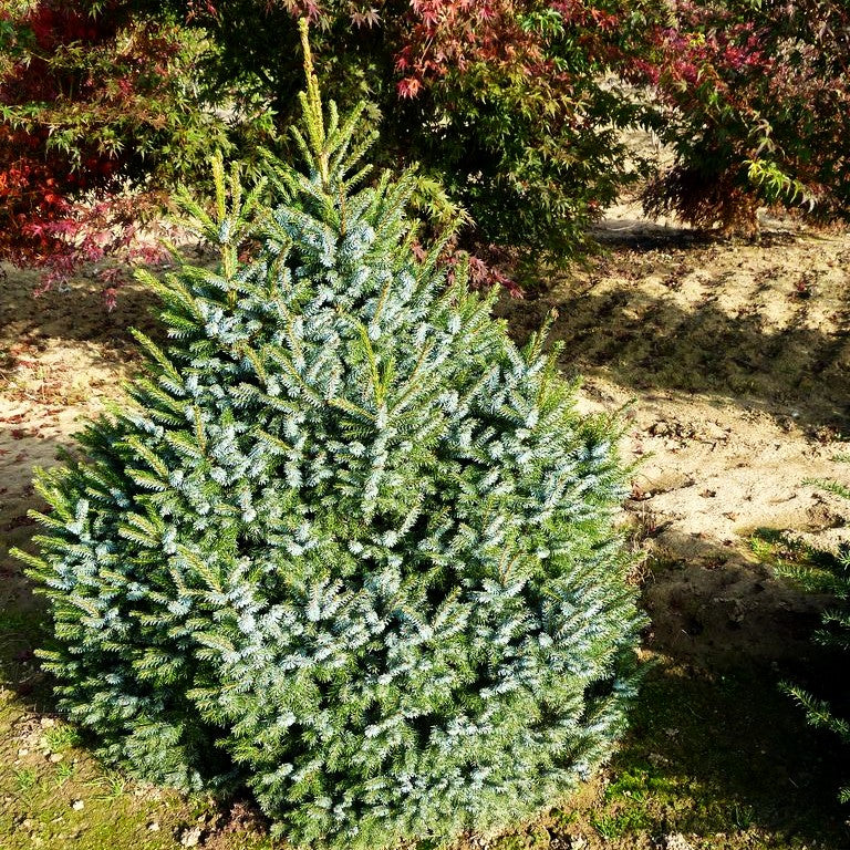 Serbische Kegel-Fichte 'Nana' (Picea omorika)