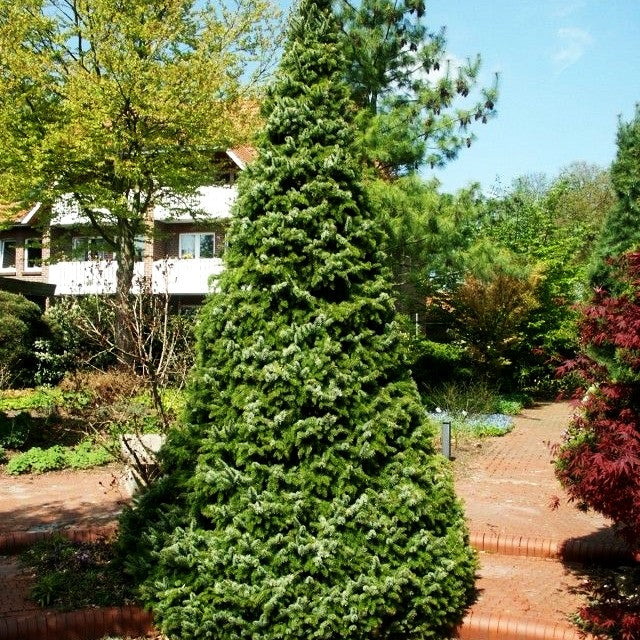 Serbische Kegel-Fichte 'Zuckerhut' (Picea omorika)