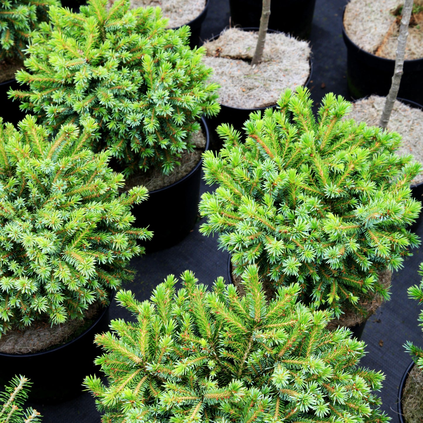 Serbische Kugel-Fichte 'Huibert' (Picea omorika)
