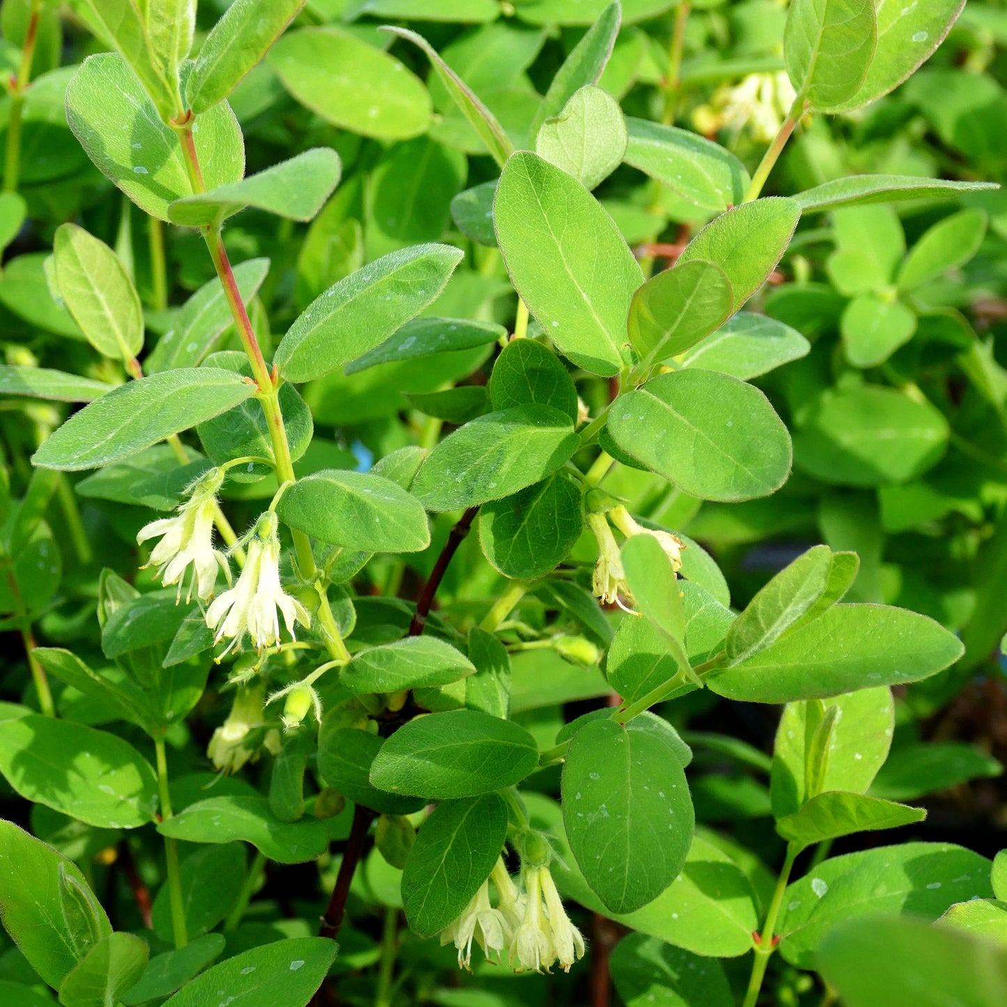 Sibirische Blaubeere, Maibeere, Honigbeere 'Eisbär' (Lonicera kamtschatica)