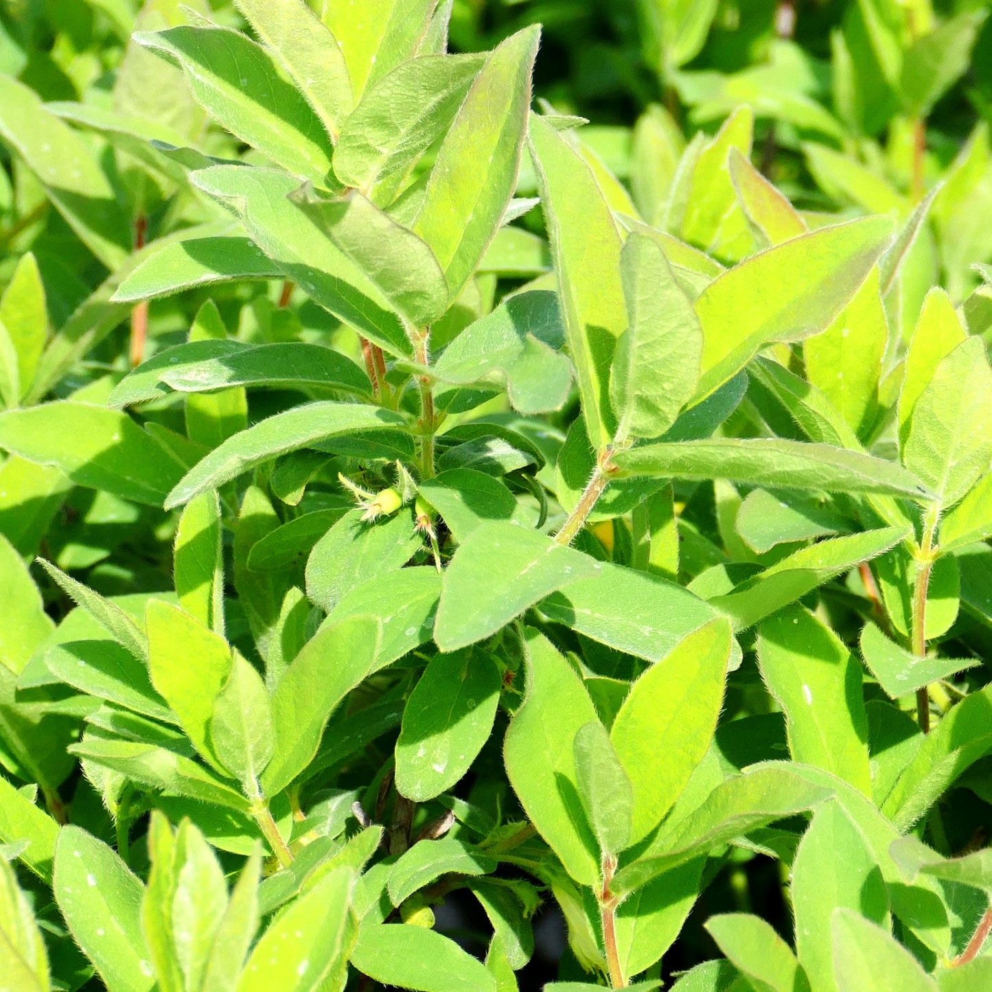 Sibirische Blaubeere, Maibeere, Honigbeere 'Kalinka' (Lonicera kamtschatica)