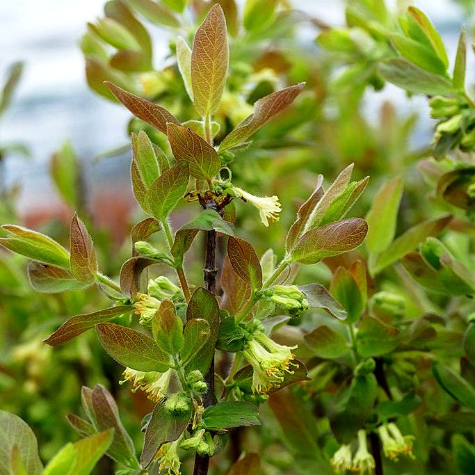 Sibirische Blaubeere, Maibeere, Honigbeere 'Martin' (Lonicera kamtschatica)