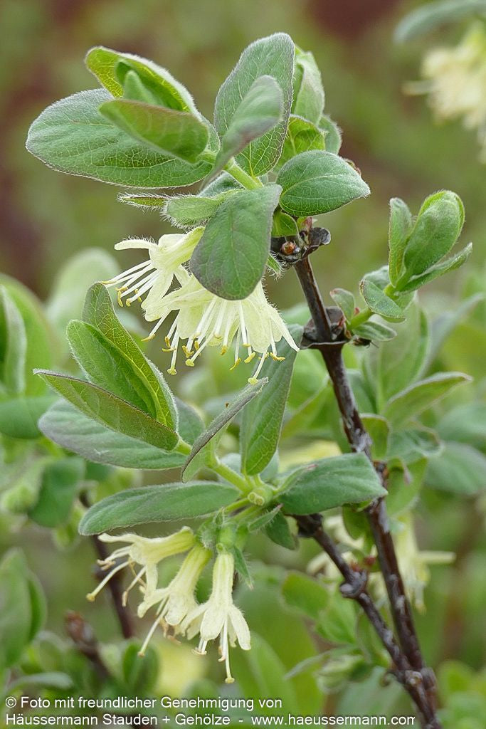 Sibirische Blaubeere, Maibeere, Honigbeere 'Wojtek' (Lonicera kamtschatica)