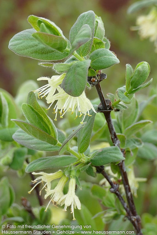 Sibirische Blaubeere, Maibeere, Honigbeere 'Wojtek' (Lonicera kamtschatica)