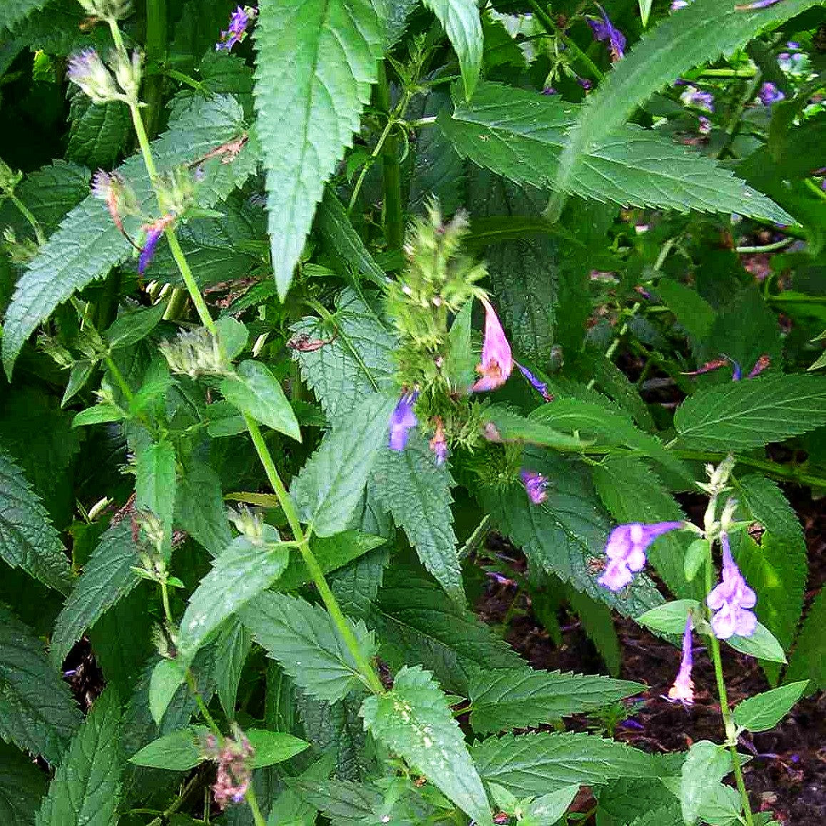 Sibirische Katzenminze 'Souvenir d'André Chaudron' (Nepeta sibiric.)