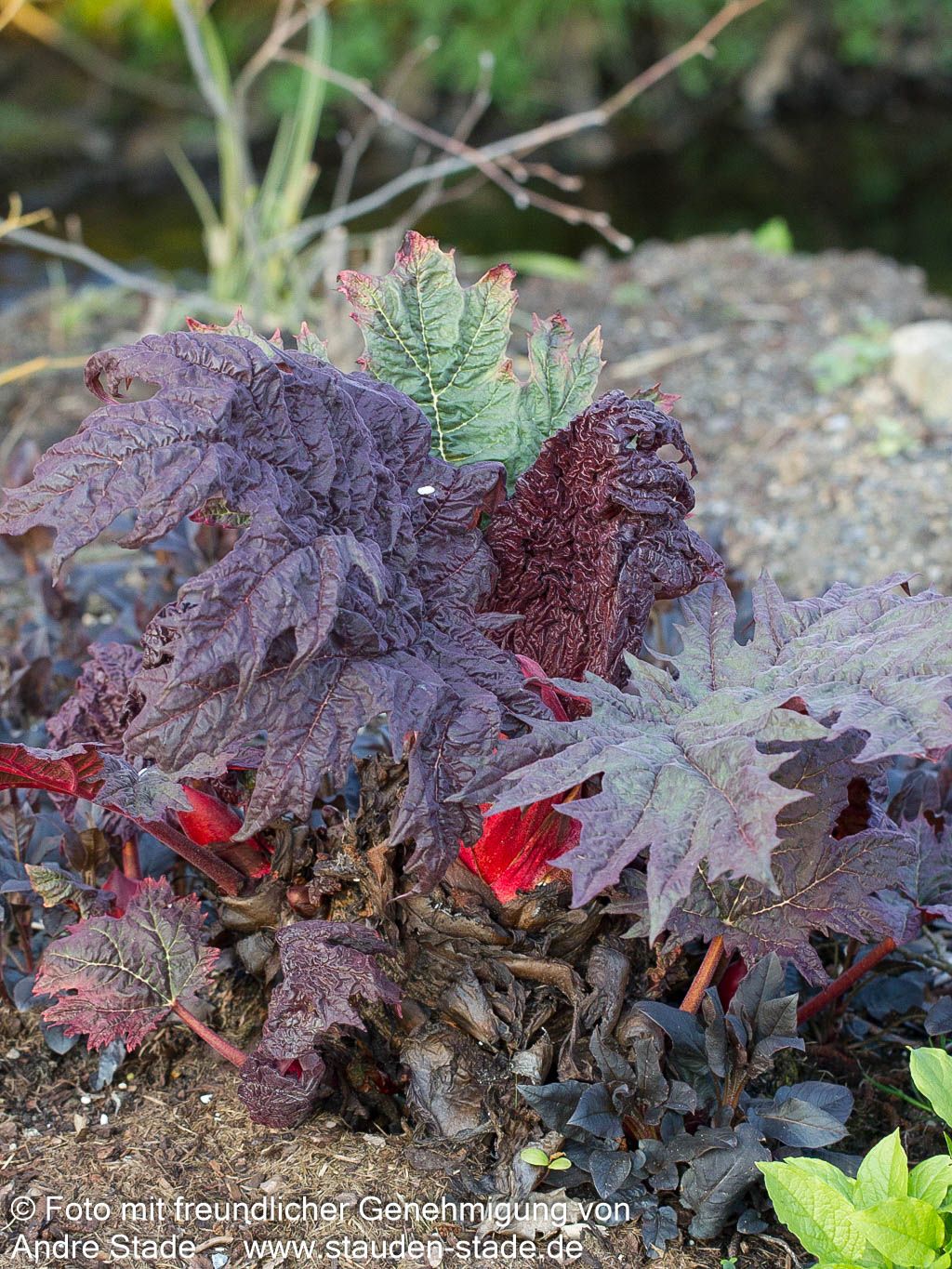 Sibirischer Zier-Rhabarber (Rheum palmatum var.tanguticum)