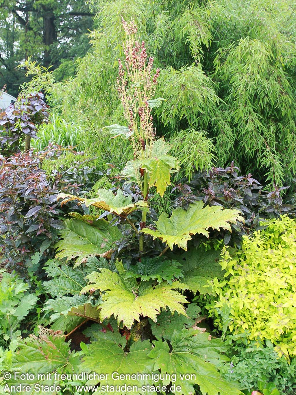 Sibirischer Zier-Rhabarber (Rheum palmatum var.tanguticum)