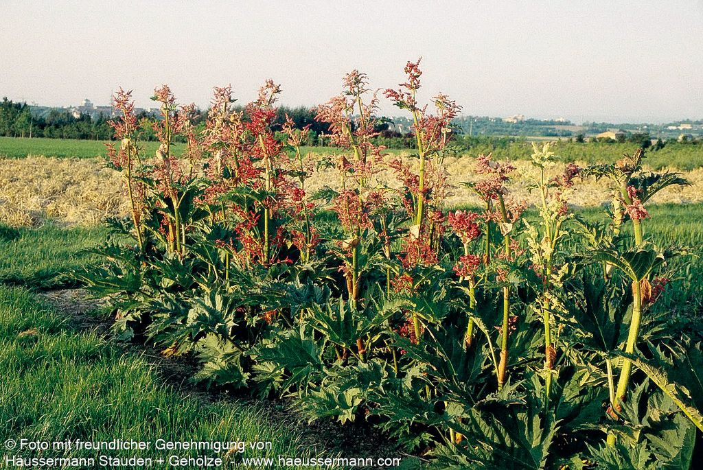 Sibirischer Zier-Rhabarber (Rheum palmatum var.tanguticum)