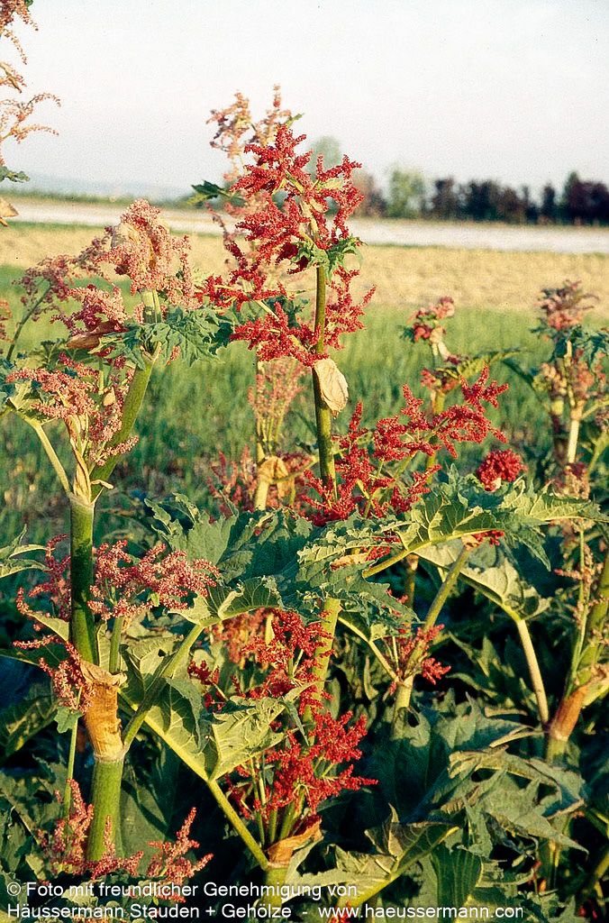 Sibirischer Zier-Rhabarber (Rheum palmatum var.tanguticum)