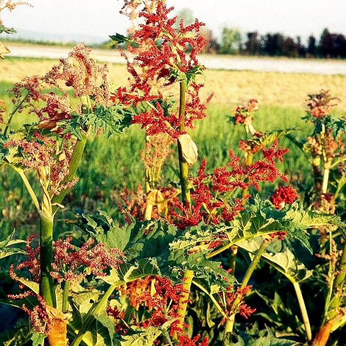 Sibirischer Zier-Rhabarber (Rheum palmatum var.tanguticum)