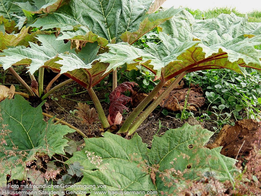 Sibirischer Zier-Rhabarber (Rheum palmatum var.tanguticum)
