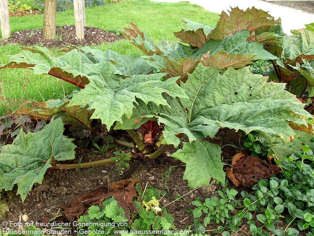 Sibirischer Zier-Rhabarber (Rheum palmatum var.tanguticum)