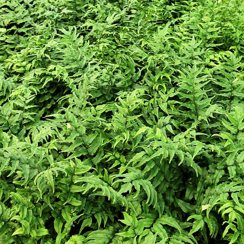 Sichelfarn (Cyrtomium fortunei)