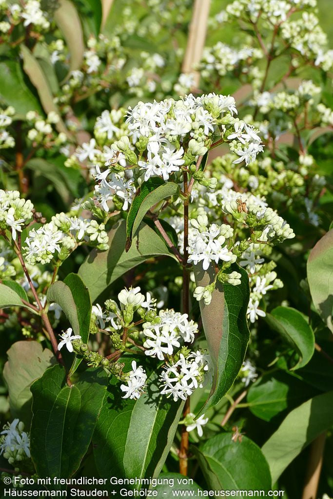 Sieben-Söhne-des-Himmels-Baum (Heptacodium miconioides)