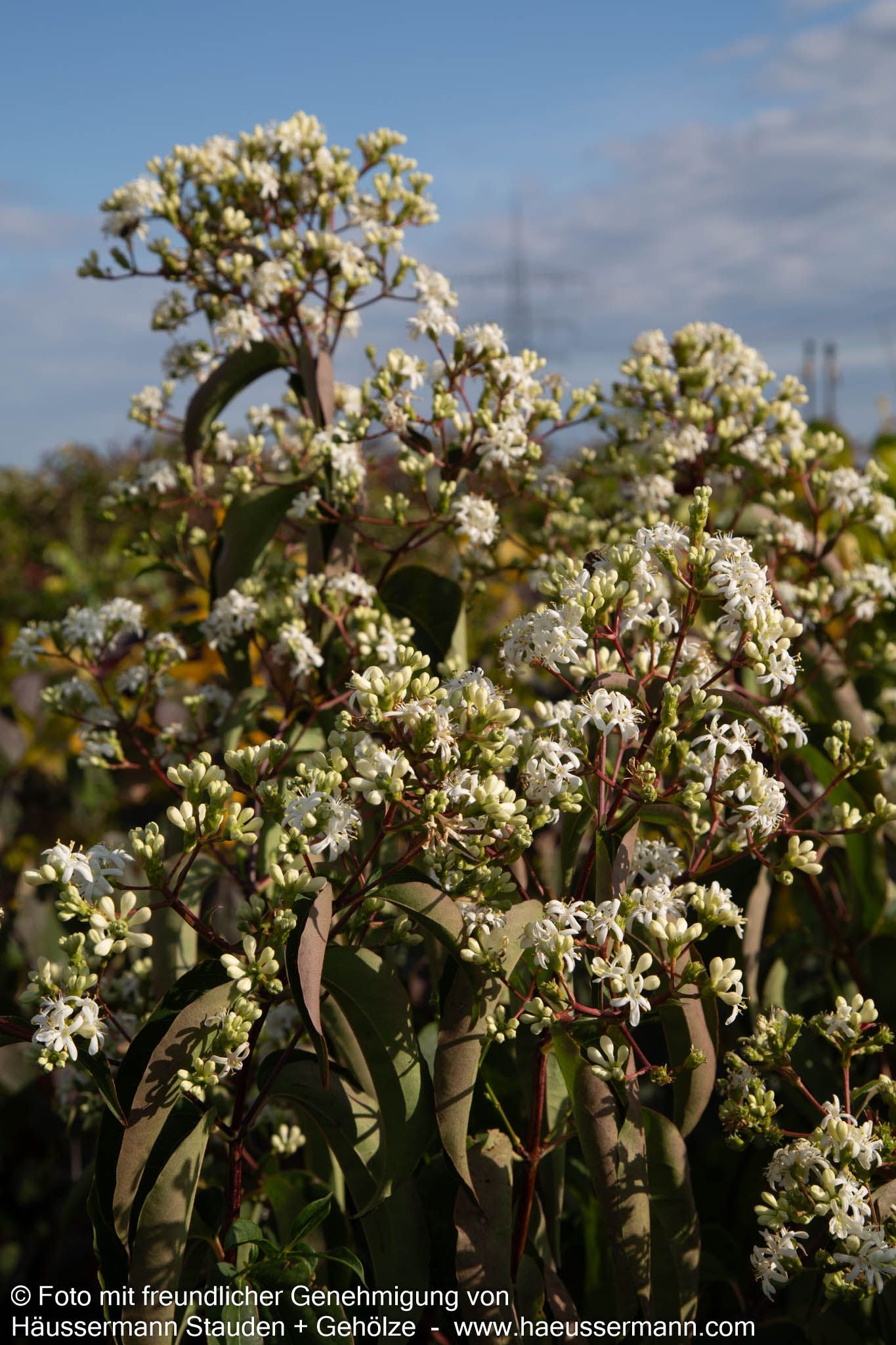Sieben-Söhne-des-Himmels-Baum (Heptacodium miconioides)