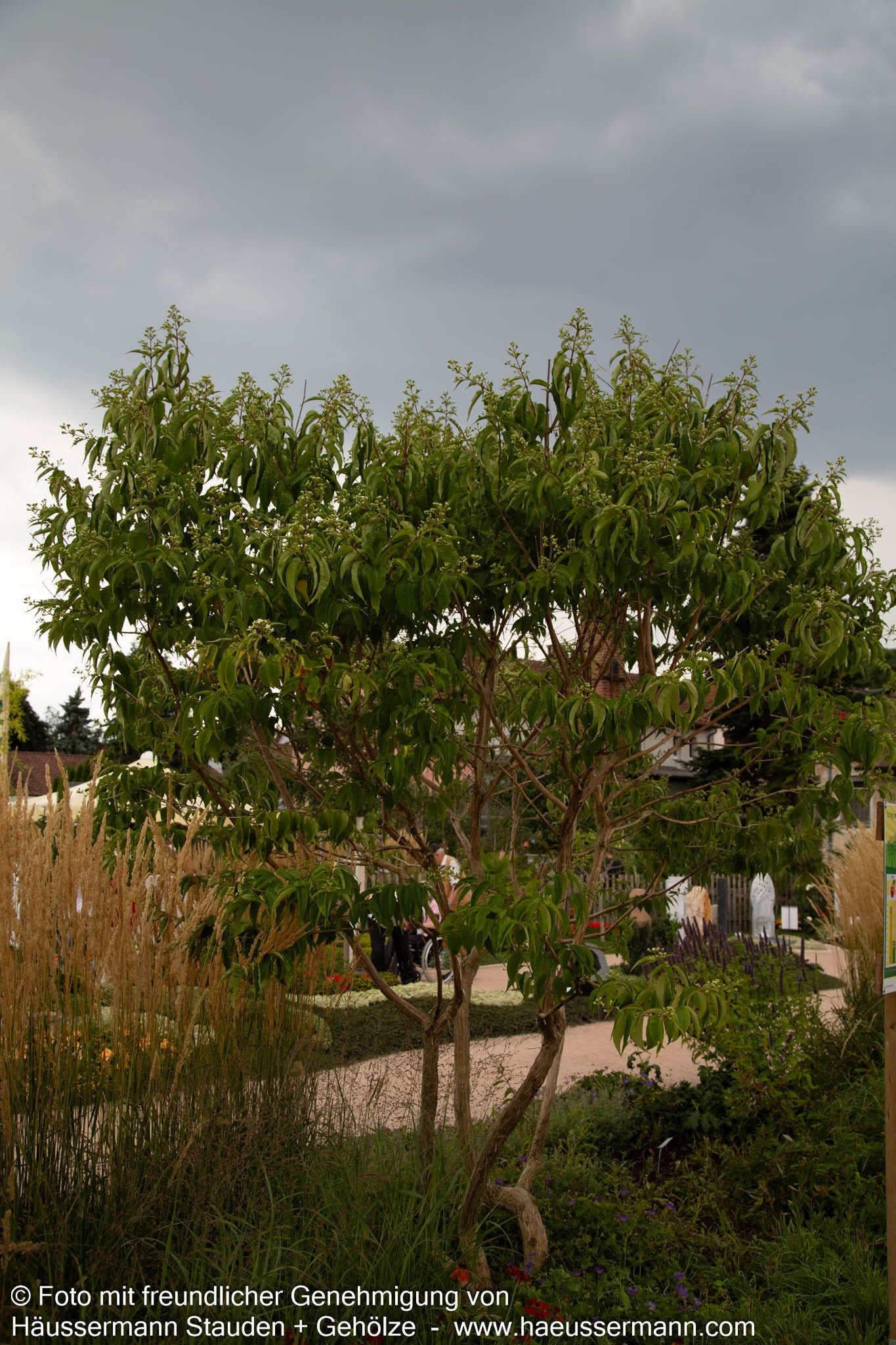 Sieben-Söhne-des-Himmels-Baum (Heptacodium miconioides)
