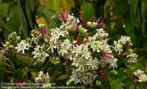 Sieben-Söhne-des-Himmels-Baum (Heptacodium miconioides)