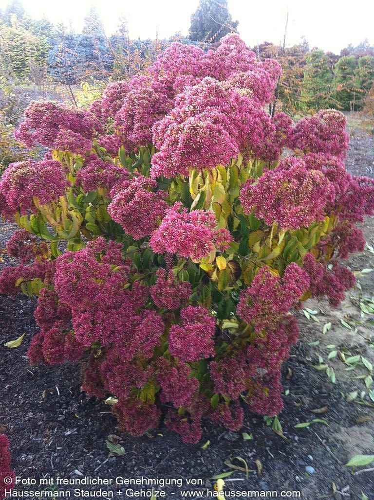 Sieben-Söhne-des-Himmels-Baum (Heptacodium miconioides)